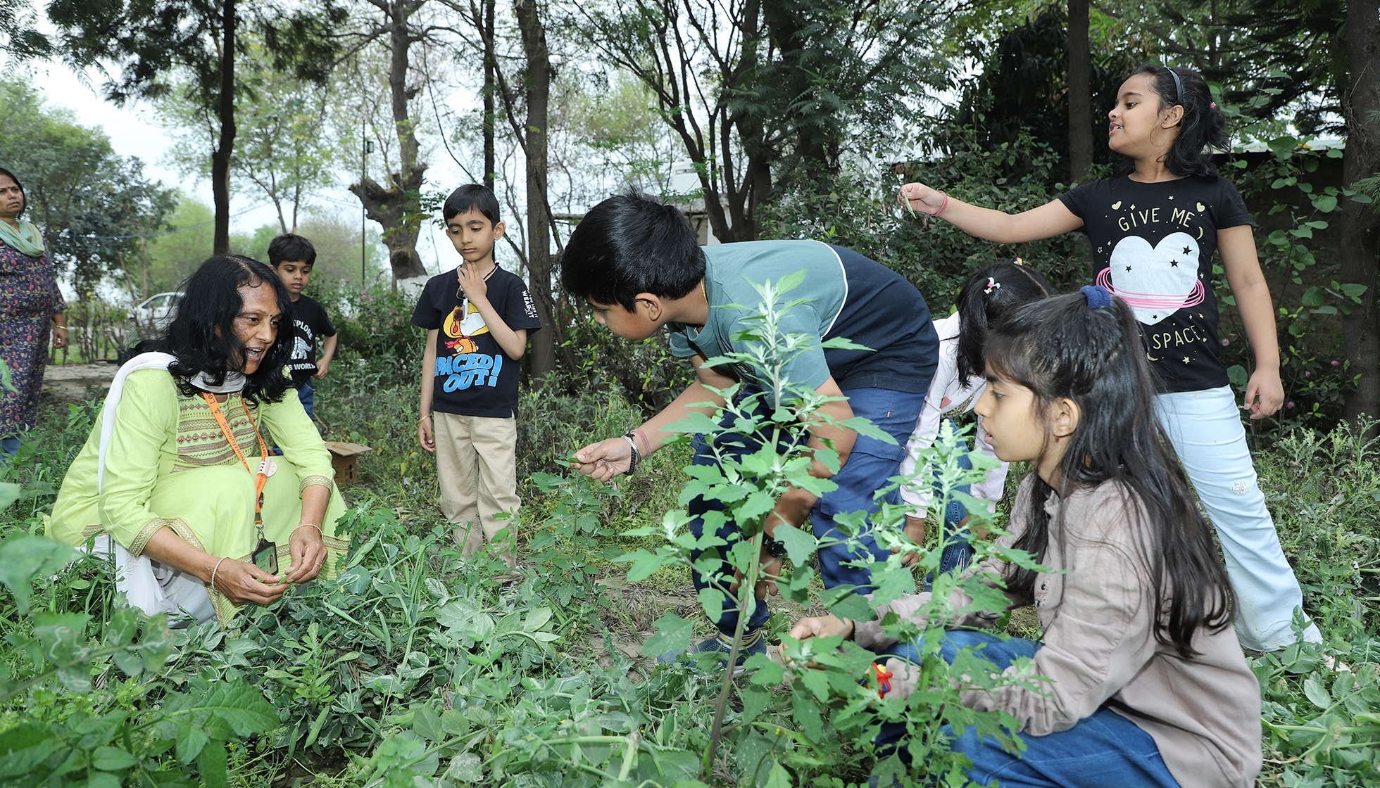 Tree Plantation