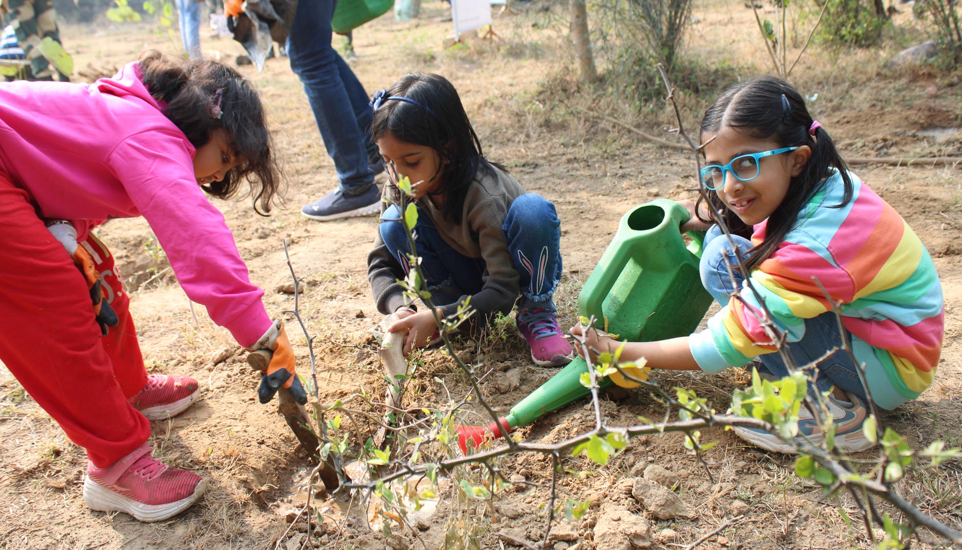 Tree Plantation