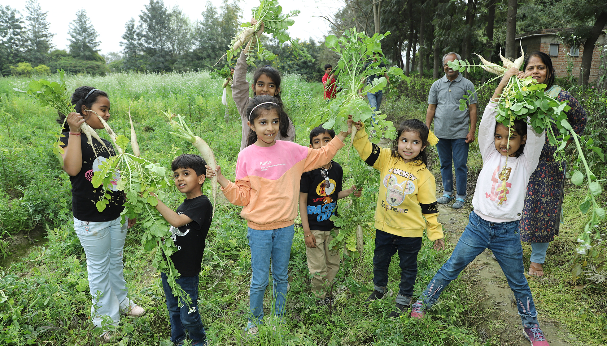 Tree Plantation