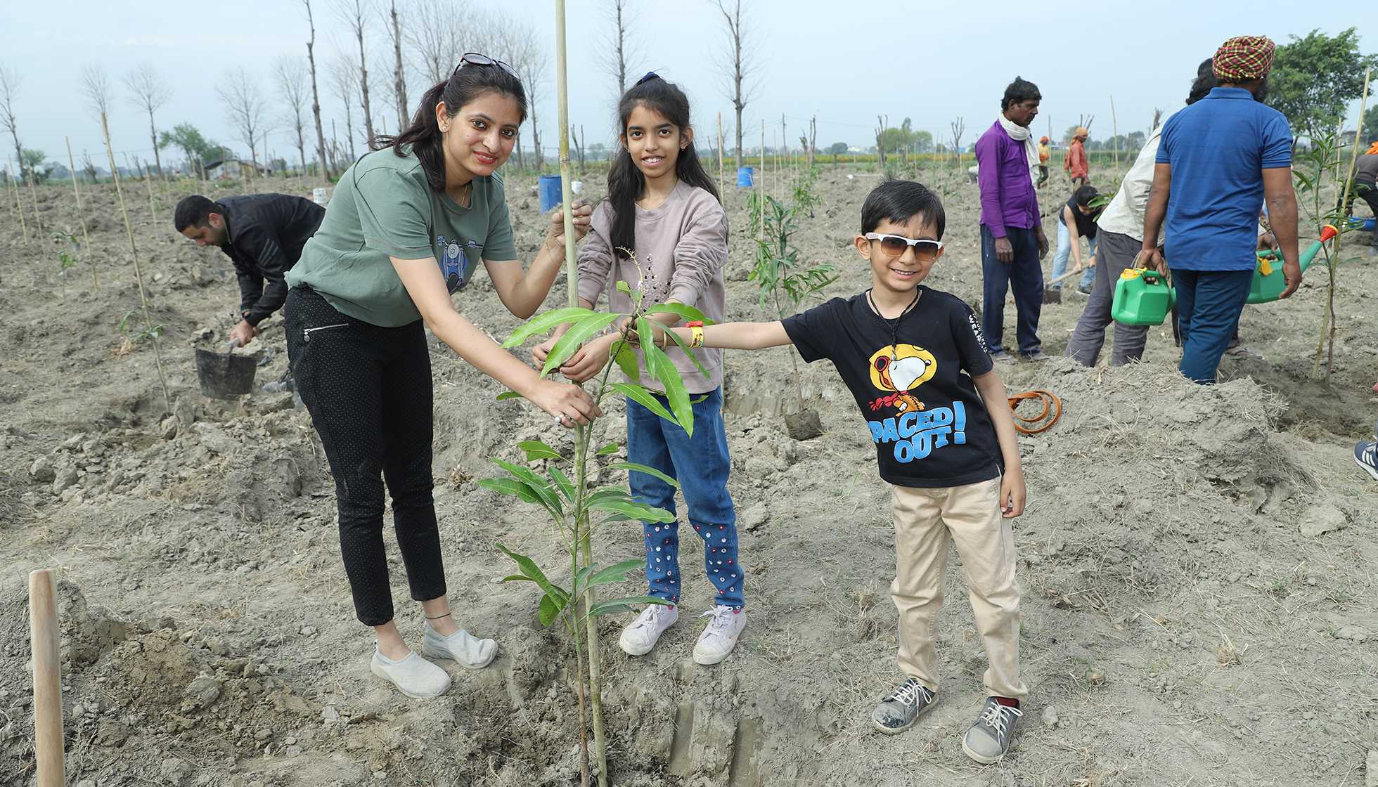 Tree Plantation